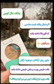 پنکک (پنکیک) شال کوین | Shall coin